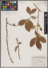 Foto von Salix caprea L.